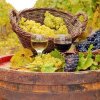 Americanii s-au îndrăgostit de vinurile de peste Prut! Licoarea lui Bachus, creștere cu peste 51% față de anul trecut