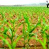 Authorities should declare state of emergency in agriculture to cover losses caused by drought, AUR says