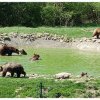 Autorităţile din România se luptă cu disperare cu populaţia de urşi în creştere