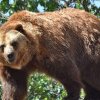 Avertismentul, legat de urși, al fostului ministru al Mediului: Vom ajunge la 20.000 de urși bruni