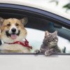 Cât este de legal să transporți câini sau pisici cu mașina personală: Amenzile sunt imense
