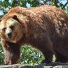 Cinism maxim al activiștilor ecologiști - Agent Green plânge de mila urșilor după tragedia din Bucegi
