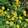 Crizantema electrică, una din plantele viitorului, crește în România: proprietățile sale ar putea revoluționa medicina