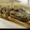 Descoperire de senzație despre ultima masă a unui crocodil egiptean mumificat acum 3000 de ani