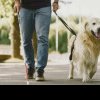 Descoperire revoluționară pentru câinii cu probleme de vedere: Un test genetic ar putea preveni orbirea ereditară