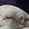 FOTO Echipamente ultra moderne pentru pelicanii creți din Delta Dunării: Specia este considerată vulnerabilă în România