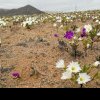 FOTO Fenomen ciudat în cel mai arid deșert din lume: Au răsărit milioane de flori