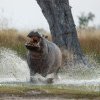Hipopotamii puteau zbura: Descoperiri surprinzătoare în cadrul unui nou studiu