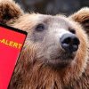 Mesaj RO-Alert pentru locuitorii unei comune din apropiere de Ploieşti, unde un urs şi-a făcut apariţia pe stradă