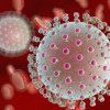 Noul virus care a produs panică în întreaga lume: Ce se știe până acum despre Oropouche