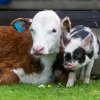 O țară din UE devine prima țară din lume care va taxa flatulențele vacilor și porcilor