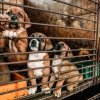 Primăria din Găieşti, amendată cu 20.000 de lei, după ce o profesoară a fost atacată de mai mulţi câini fără stăpân, fără a fi muşcată