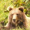 Programul Weekenduri la Măgura, anulat de prezenţa unui urs în interiorul taberei de sculptură