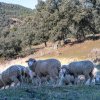 Rusia a interzis importul de oi și capre din România