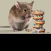 Șoarecii care mănâncă mai puțin trăiesc mai mult. În sfârșit am putea afla de ce