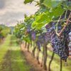 Turismul viticol a devenit tot mai popular în rândul turiştilor români şi străini
