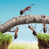 Uimitoarea 'organizare socială' a insectelor: furnicile amputează membrele camarazilor răniți pentru a le salva viaţa