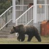 Un exemplar de urs care a atacat animalele de la Grădina Zoologică Târgu Mureş în ultimele nopţi a fost împuşcat - Au fost omorâte trei căprioare şi un emu