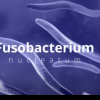 VIDEO Fusobacterium, o bacterie care poate vindeca boala secolului: Corpul nostru o produce natural