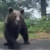 VIDEO Misiune inedită - Politiștii rutieri au dat nas în nas cu ursul pe Transfăgărășan