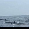 VIDEO Misterul balenelor care înoată în cerc. Un bărbat aflat în mare s-a trezit în mijlocul lor și a avut parte de un șoc