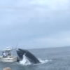 VIDEO O balenă atacă dezlănțuit o barcă: Oamenii au căzut în apă