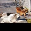VIDEO Parlamentul Turciei a votat eutanasierea câinilor vagabonzi în ciuda protestelor uriașe: Vrem străzi sigure