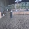 VIDEO Scandal imens înainte de Jocurile Olimpice: A apărut o filmare în care o triplă campioană olimpică la echitație își bate calul