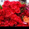 Ziua Rozelor, cu cele mai inedite aranjamente de trandafiri