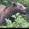 Avertisment pentru cetățeni: ursoaică cu trei pui, observată în zona Dealului Mamut. Ce spune gestionarul fondului de vânătoare