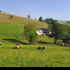 Ce reguli trebuie să respecte fermierii din Alba, pentru a preveni contactarea la ovine a Pestei Micilor Rumegătoare