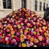 LIVE-VIDEO: Parada rozelor, la Aiud. A început festivalul „Ziua Rozelor” 2024, cel mai parfumat eveniment al anului. PROGRAM