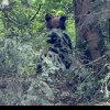 Urs observat în localitatea Sohodol, în Apuseni. Locuitorii au fost avertizați prin mesaj RO-Alert