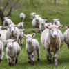 România, plai cu oi: Deputatul Ciprian Ciubuc, urmărit penal pentru distrugere