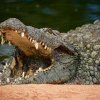 Sute de crocodili au invadat orașele din nordul Mexicului după furtunile din ultimele zile
