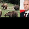 Un primar PSD propune închisoare de minimum 3 luni pentru ”inconștienții” care hrănesc urșii