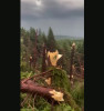 VIDEO. „În câteva minute!”. O pădure întreagă de brazi, pusă la pământ de o furtună, în Maramureş