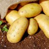 Programul de sprijin destinat cultivatorilor de cartof de consum: Ce trebuie să știe beneficiarii despre etapa actuală?