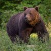 Un fost ministru al Mediului cere reintroducerea vânătorii la urși, după incidentul în care o turistă și-a pierdut viața