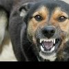 Polițiștii, în control! Peste 40 de sancțiuni contravenționale pentru deținătorii de câini periculoși din zona Lugoj