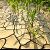 Fermierii afectați de secetă vor fi despăgubiți