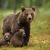 Au devenit urșii o problemă națională? Salvamontistul dâmbovițean Geo Badea, despre cazul tragic din Munții Bucegi