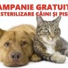 Campanie gratuită de sterilizare câini și pisici la Găești
