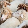 Direcția Veterinară Dâmbovița: Atenționări privind Pesta micilor rumegătoare (PMR), boală care afectează ovinele și caprinele. Primul focar a fost confirmat și în România