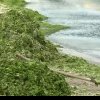 Turiștii, dezamăgiți că şi-au stricat vacanţa / 800 de tone de alge strânse deja de pe litoralul Mării Negre