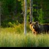 Uciderea unui urs care a atacat un turist în Italia a fost oprită / Activiştii italieni spun că urşii agresivi de la ei pot fi transferaţi în România
