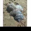 Constanta: Invazie de meduze de dimensiuni impresionante pe plaja in zona Faleza Nord (GALERIE FOTO+VIDEO)