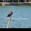 Cormorani observati pe Lacul Tabacarie din Constanta (FOTO)