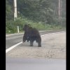 Incident pe DN7C, Transfagarasan: Ursul care ar fi putut pune vieti in pericol! Iata cum l-au impiedicat politistii! (VIDEO)