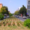 Știri Constanta: Noi suprafete de spatii verzi, amenajate pe bulevardul Mamaia (FOTO)